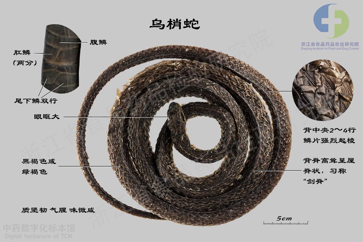 乌梢蛇 标本影像